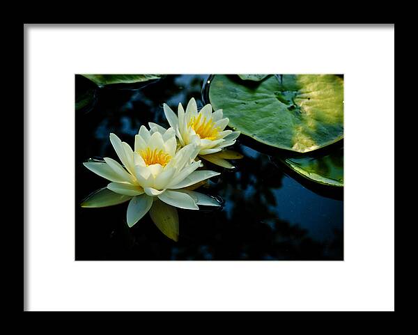  New Jersey Framed Print featuring the photograph White Water Lilies by Louis Dallara