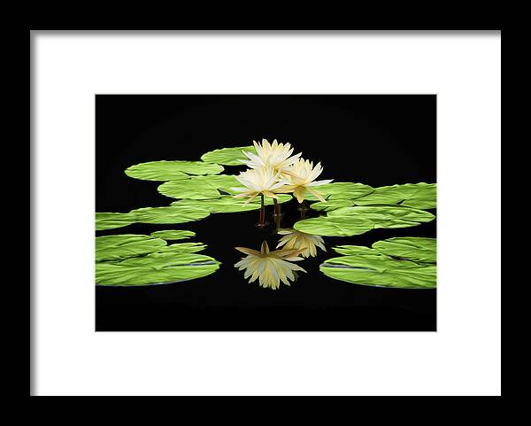 Lotus Framed Print featuring the photograph White Water Lilies by Steven Michael