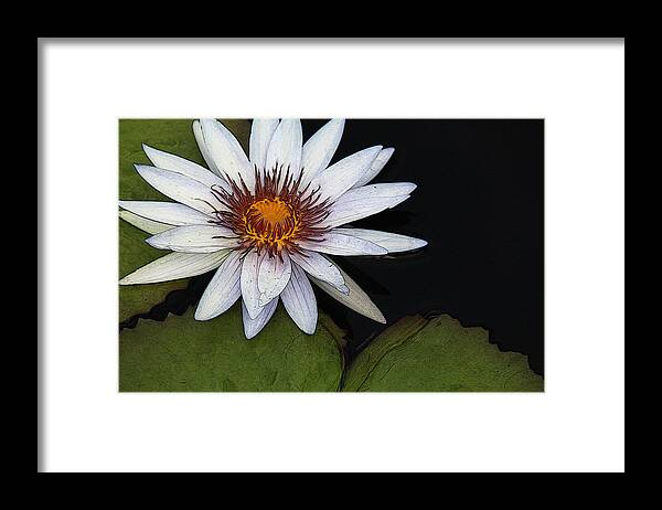 Water Lily Framed Print featuring the photograph White Water Lily by Yvonne Wright