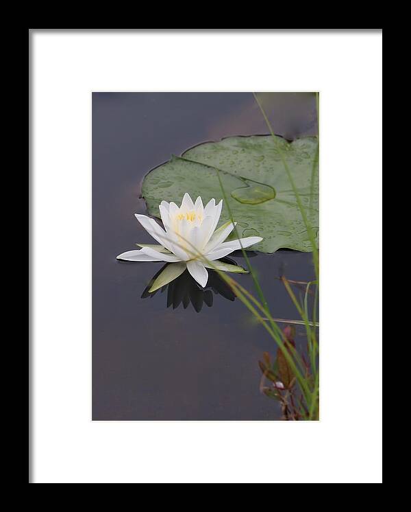 White Water Lotus Framed Print featuring the photograph White Water Lotus by Debra   Vatalaro