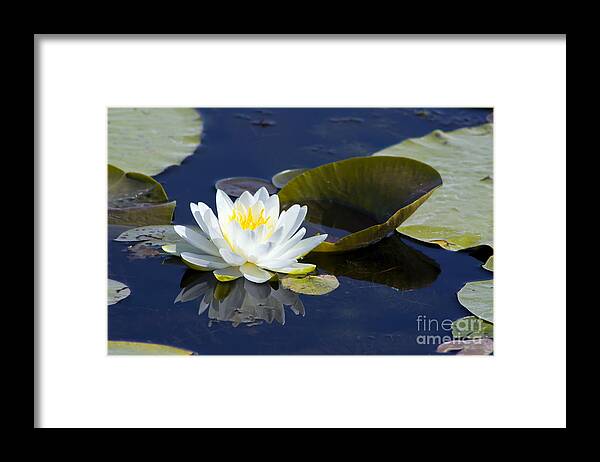 Flower Framed Print featuring the photograph White Waterlily by Teresa Zieba