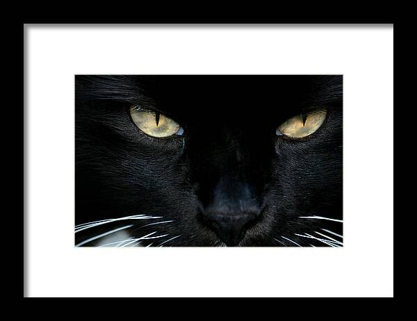 Cat Framed Print featuring the photograph White Whiskers by Lorenzo Cassina