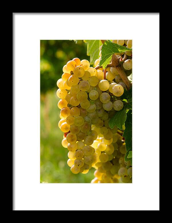 Colorado Vineyard Framed Print featuring the photograph White Wine Grapes by Teri Virbickis