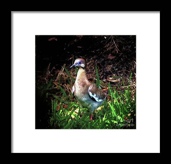 White Winged Dove Framed Print featuring the photograph White Winged Dove by JB Thomas