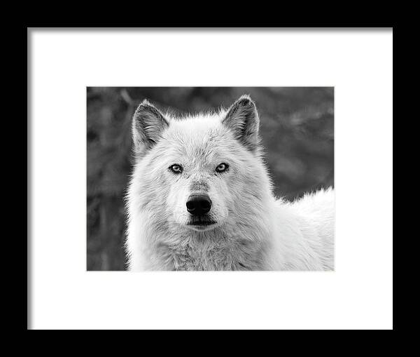 Wolf Framed Print featuring the photograph White Wolf Encounter by Steve McKinzie