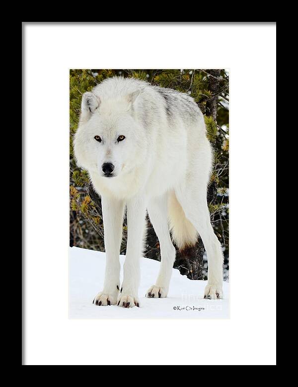 Wolf Framed Print featuring the photograph White Wolf by Kae Cheatham