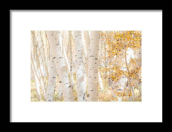 Aspen Trees Framed Print featuring the photograph White Woods by The Forests Edge Photography - Diane Sandoval