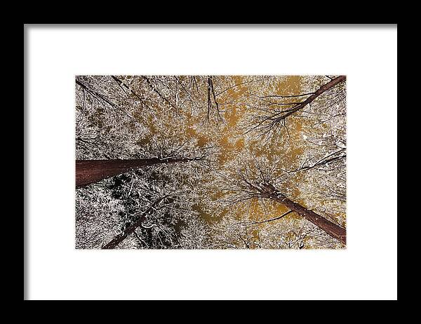 Oak Framed Print featuring the photograph Whiteout by Tony Beck