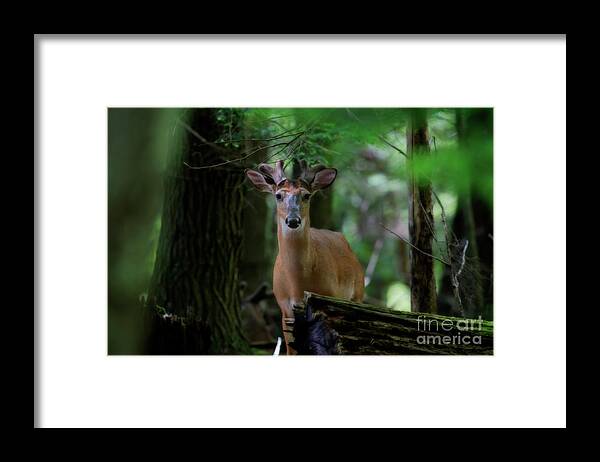 Whitetail Deer Framed Print featuring the photograph Whitetail deer with velvet antlers in woods by Dan Friend