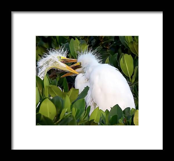 Rookery Framed Print featuring the photograph Who Gets To Eat First? by Richard Goldman