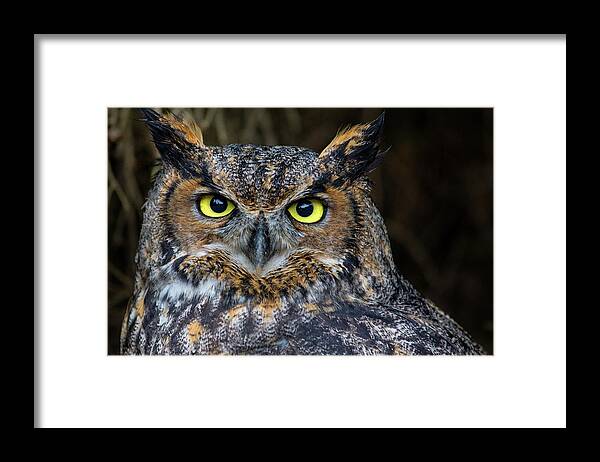 Bird Framed Print featuring the photograph Who, Me? by Brent L Ander