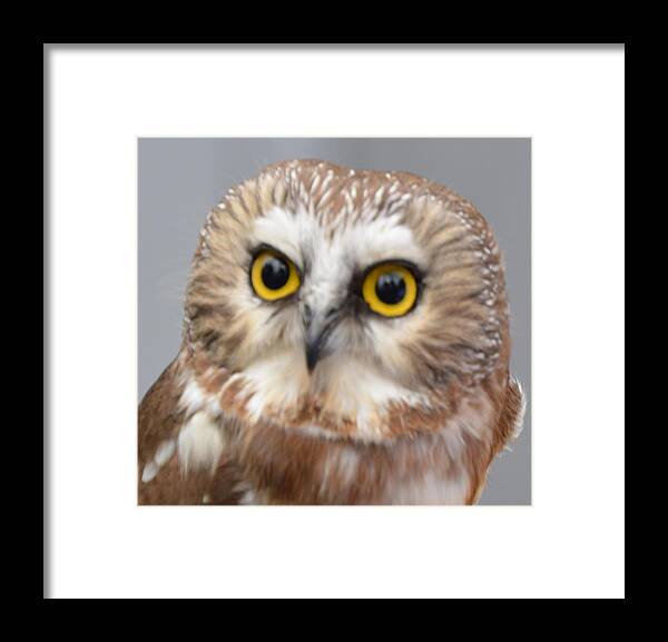 Owls Framed Print featuring the photograph Whoo me by Charles HALL