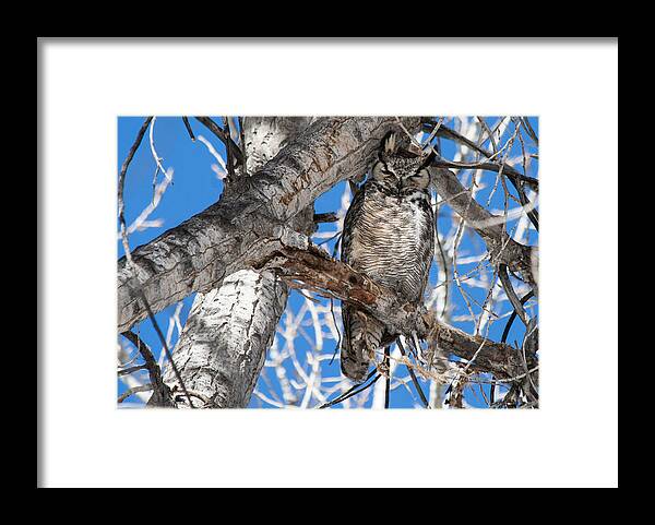 Great Horned Owl Framed Print featuring the photograph Whooo Are You? by Mindy Musick King