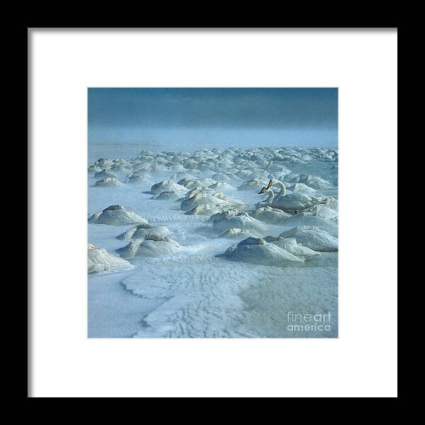 Whooper Swan Framed Print featuring the photograph Whooper Swans in Snow by Teiji Saga and Photo Researchers
