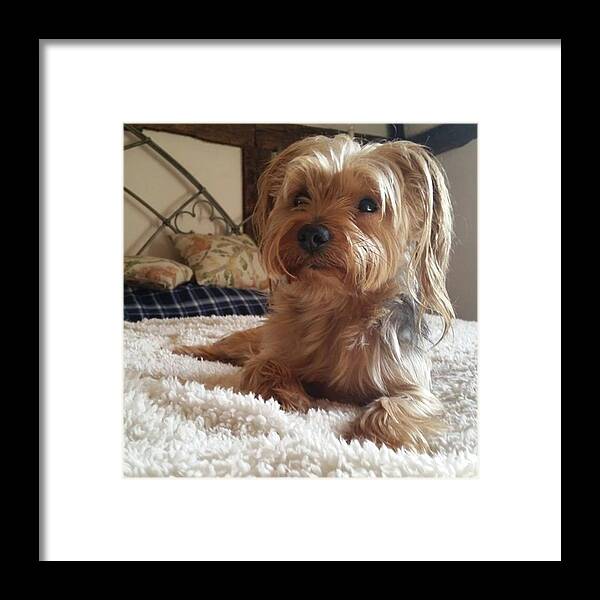 Dog Framed Print featuring the photograph Pretty Boy by Rowena Tutty
