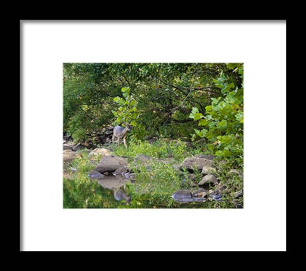 Whtietail Deer Framed Print featuring the photograph Whtietail Deer Along the Buffalo River by Michael Dougherty
