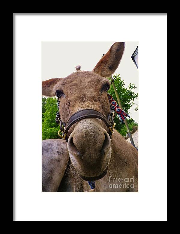 Donkey Framed Print featuring the photograph Why The Long Face? by Richard Brookes