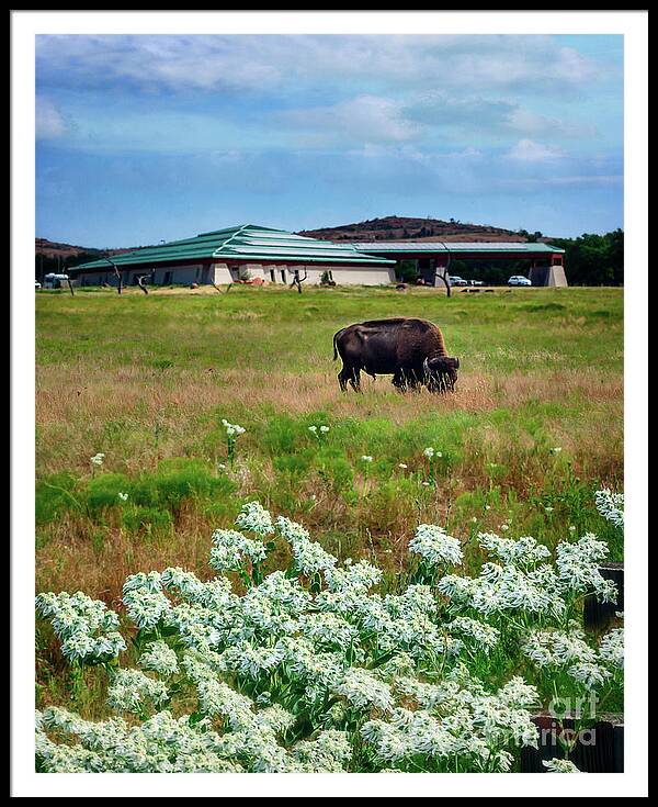 Buffalo Framed Print featuring the photograph Wichita Mountain Wildlife Reserve Welcome Center Verticle by Tamyra Ayles