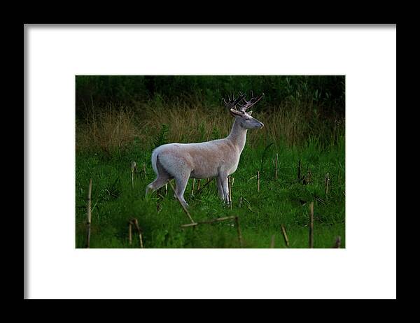 White Framed Print featuring the photograph Wide White Buck Side by Brook Burling