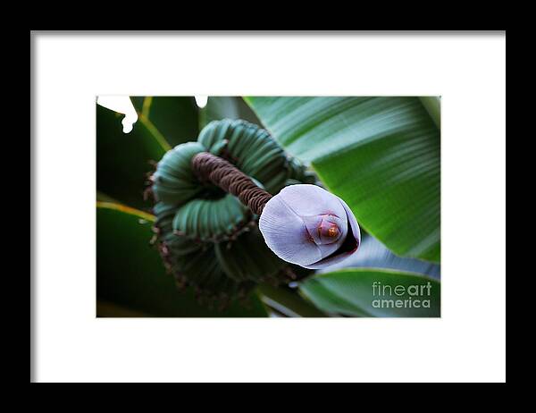 Banana Plant Framed Print featuring the photograph Wild Banana's by Robert Meanor