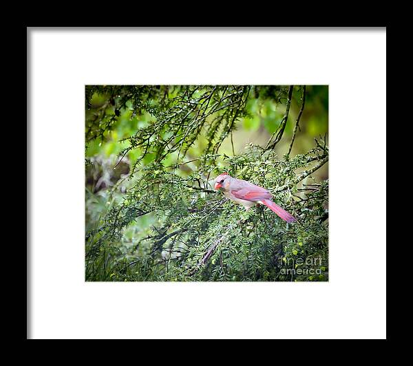 Female Northern Cardinal Framed Print featuring the photograph Wild Birds - Female Northern Cardinal In the Rain by Kerri Farley