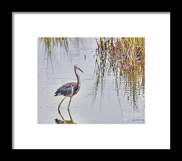 Tricolored Heron Framed Print featuring the photograph Wild Birds - Tricolored Heron by Kerri Farley