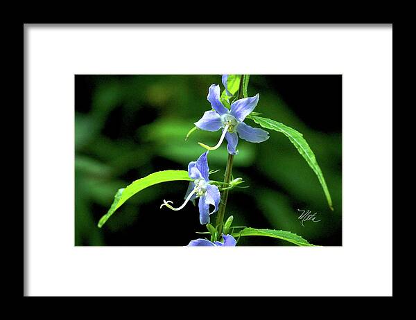 Macro Photography Framed Print featuring the photograph Wild Blue Flowers by Meta Gatschenberger