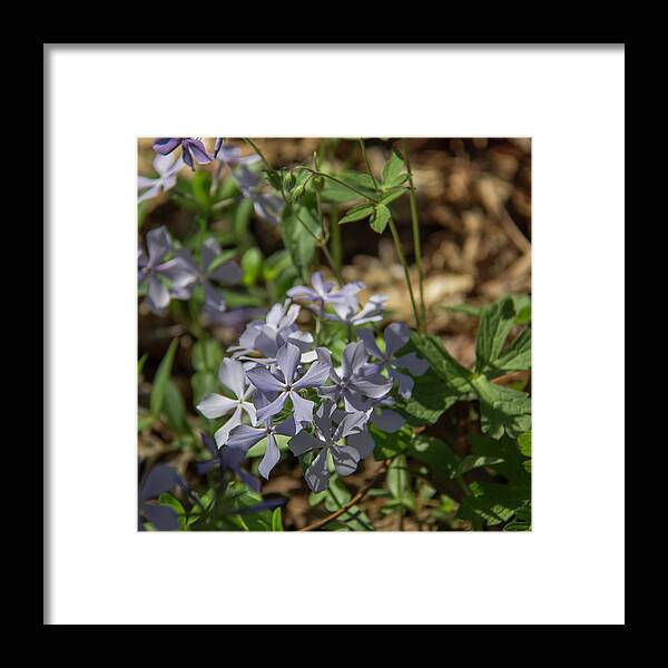 Roanoke Framed Print featuring the photograph Wild Blue Phlox Squared by Teresa Mucha