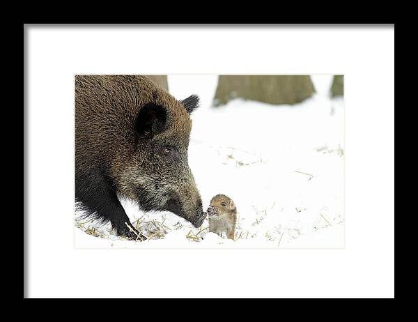 Adult Female Framed Print featuring the photograph Wild Boar Mother And Baby by Duncan Usher