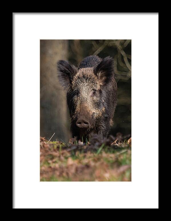 Nature Framed Print featuring the photograph Wild Boar Sow Portrait by Wendy Cooper