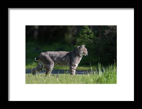 Wild Cat Framed Print featuring the photograph Wild Bobcat stands profile looking toward sun by Mark Miller