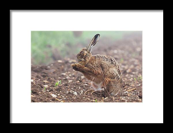 Hare Framed Print featuring the photograph Wild brown hare with eyes closed, having a morning wash 0124 by Simon Bratt
