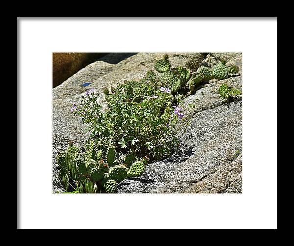  Framed Print featuring the photograph Wild Cactus by Tracy Rice Frame Of Mind