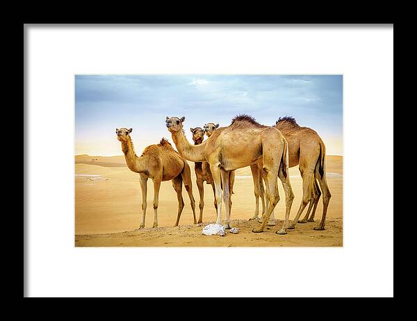 Abu Dhabi Framed Print featuring the photograph Wild camels in the desert by Alexey Stiop