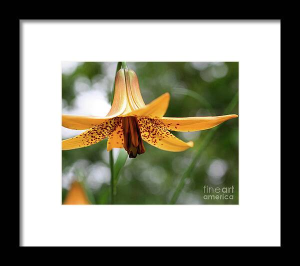 Flower Framed Print featuring the photograph Wild Canadian Lily by Smilin Eyes Treasures