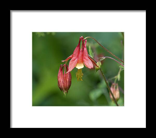 Nature Framed Print featuring the photograph Wild Columbine Aquilegia canadensis DSPF0358 by Gerry Gantt