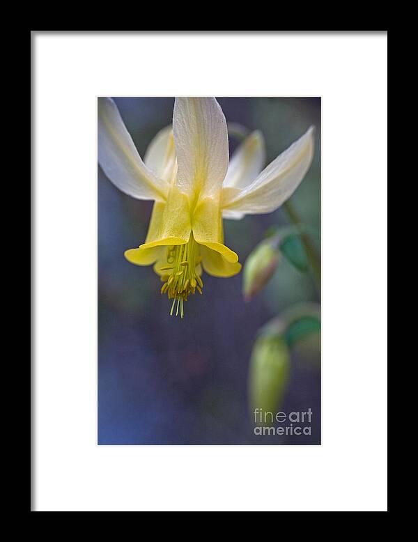 Wild Framed Print featuring the photograph Wild Columbine by Katie LaSalle-Lowery