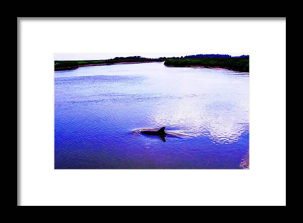 Dolphin Framed Print featuring the photograph Wild Dolphin by Patricia Greer