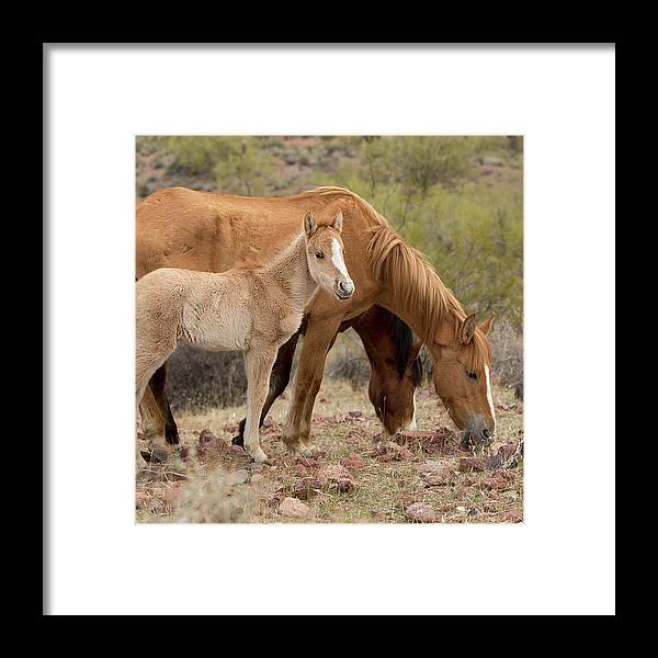 Wild Framed Print featuring the photograph Wild Family by Sue Cullumber