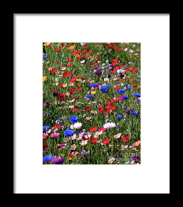 Flowers Framed Print featuring the photograph Wild Flower Meadow 2 by Stephen Melia