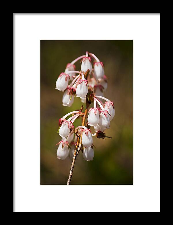 White Framed Print featuring the photograph Wild Flowers by Bob Decker