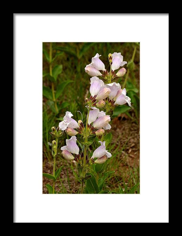 Nature Framed Print featuring the photograph Wild Foxglove Flowers 2 by Sheila Brown