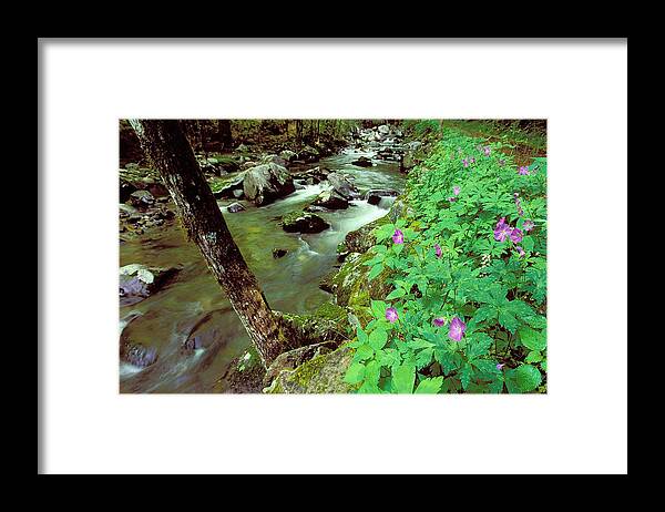 Wild Geranium Framed Print featuring the photograph Wild Geraniums on Bradley Fork by Alan Lenk