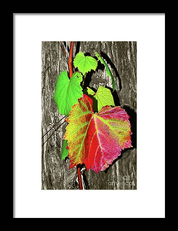 Wild Grape Vine Framed Print featuring the photograph Wild Grape Vine by Kaye Menner by Kaye Menner