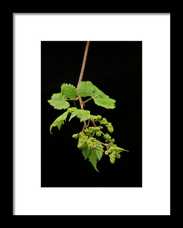 Grapes. Grape Vine Framed Print featuring the photograph Wild Grapes 1995 by Michael Peychich