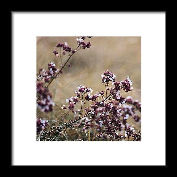 Summer Framed Print featuring the photograph Wild Herbs

#herbs by Mandy Tabatt