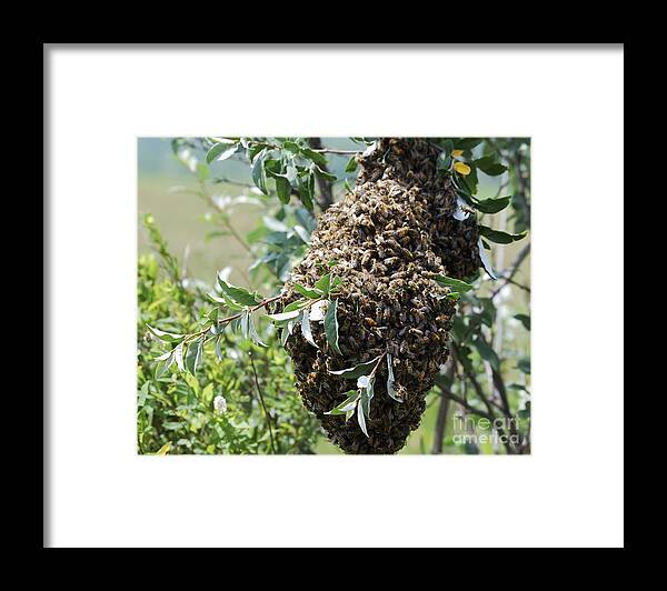 High Virginia Images Framed Print featuring the photograph Wild Honey Bees by Randy Bodkins