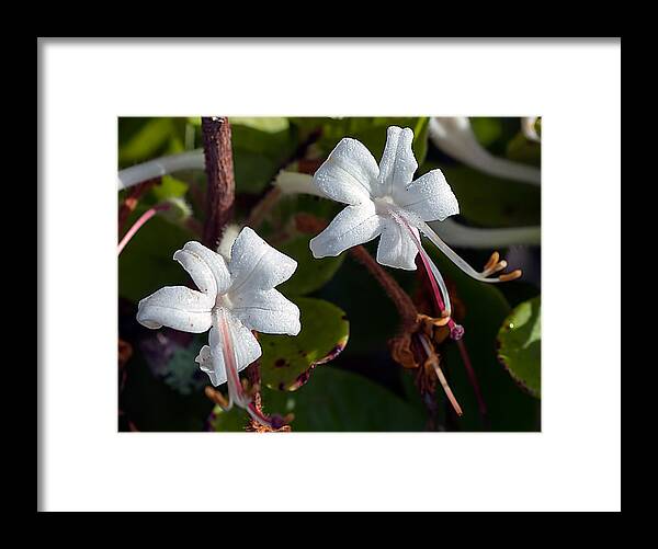 Scenery Framed Print featuring the photograph Wild Honeysuckle by Kenneth Albin