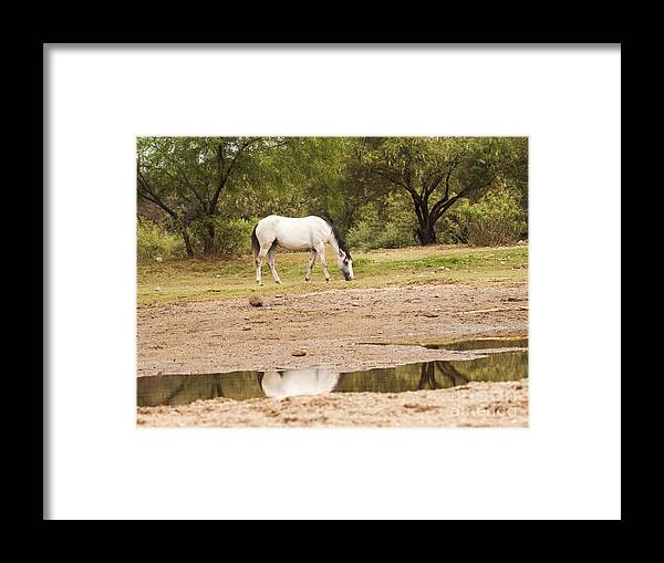 Salt River Wild Horse Framed Print featuring the photograph Wild Horse Reflections by Ruth Jolly