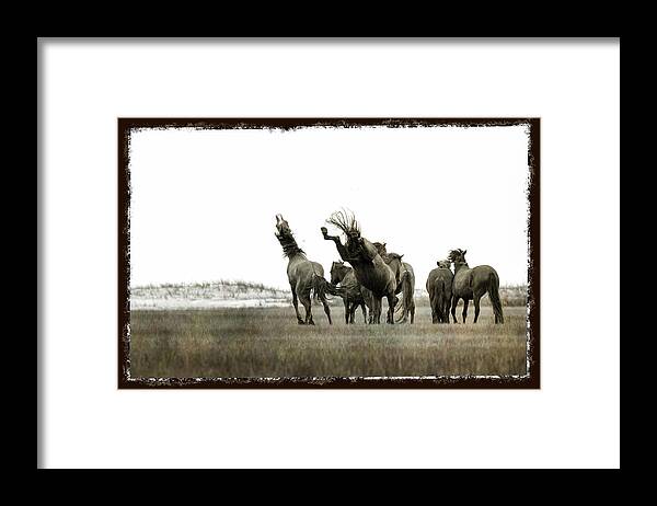 Wild Horse Framed Print featuring the photograph Wild Horse series - Left hoof to the jaw by Dan Friend